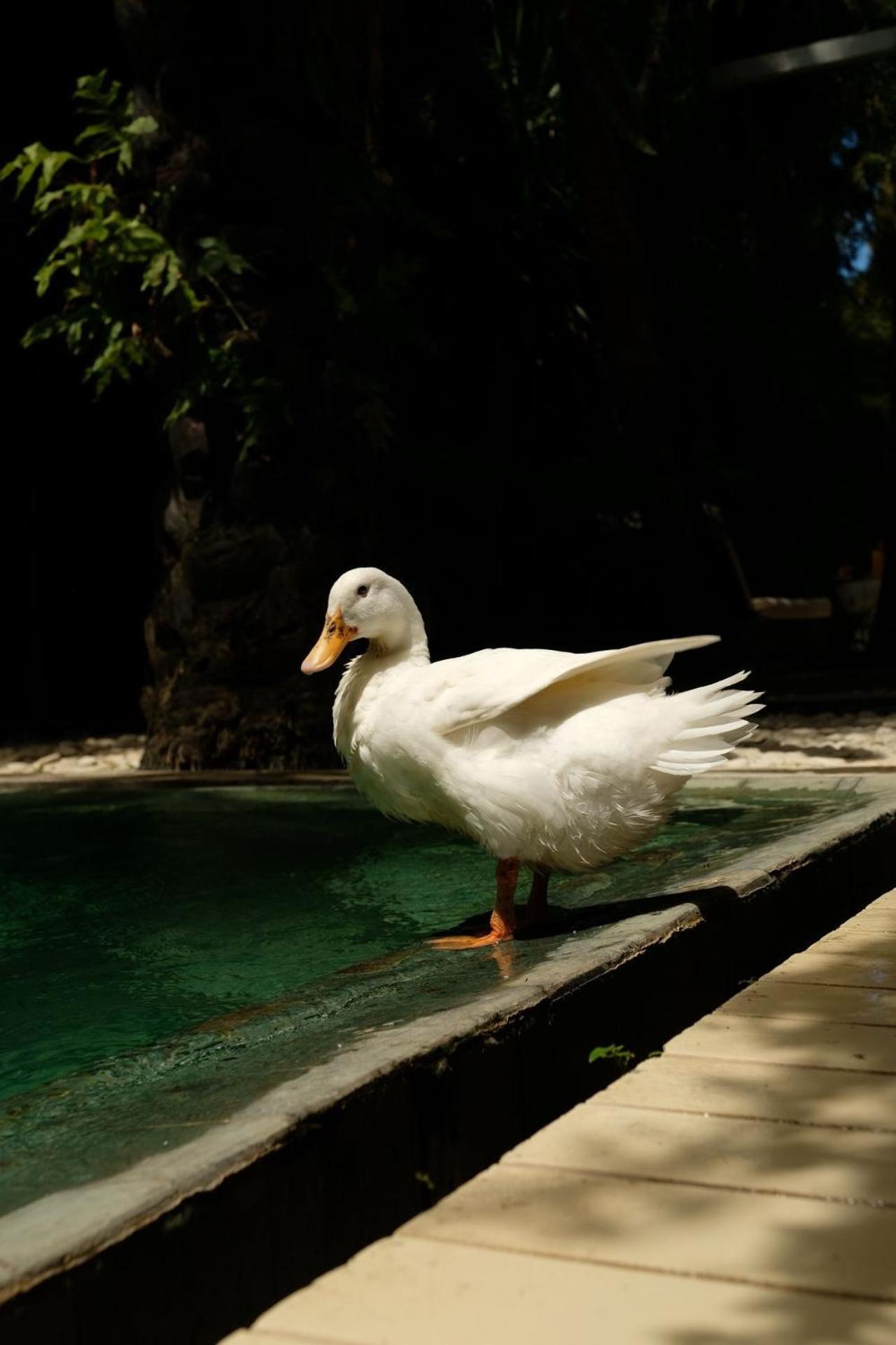 White Goose Boutique Hotel Canggu  Exterior photo